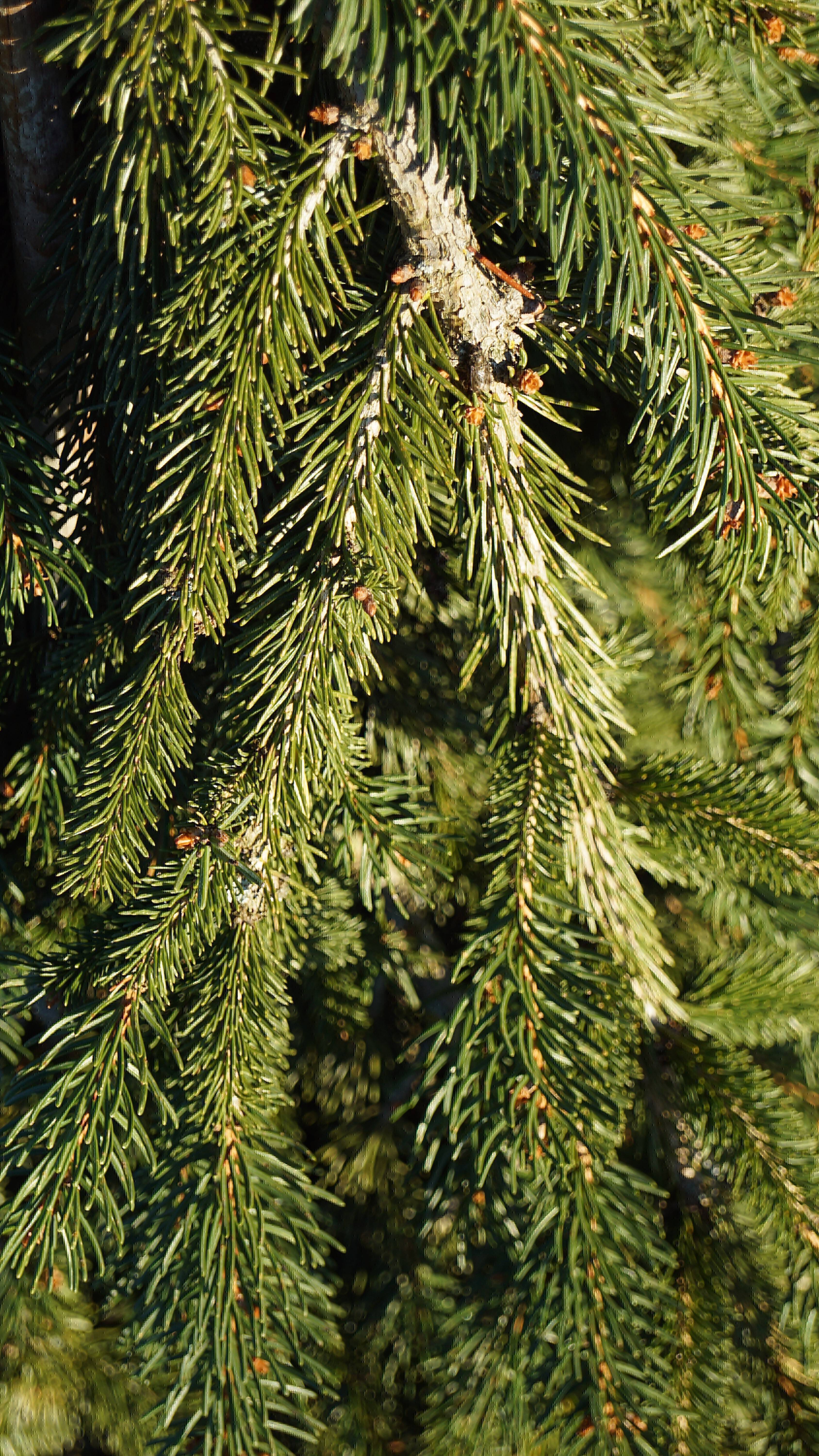 Picea abies 'Frohburg' (3)